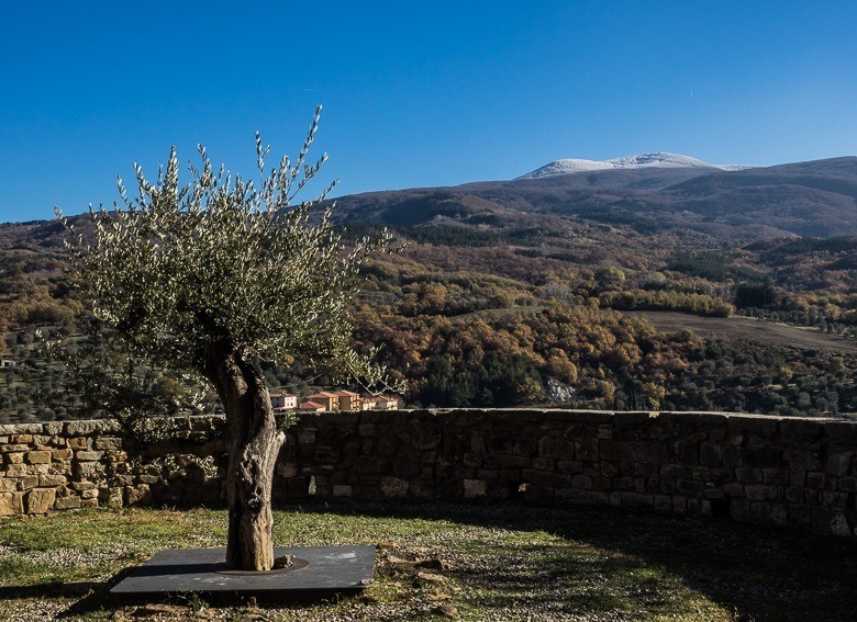 L'olivo di Seggiano